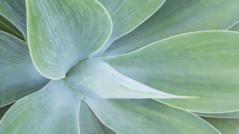 Abstrakcjonistyczny widok kaktusowa roślina fotografia stock Abstrakcjonistyczny widok kaktusowa roślina fotografia stock