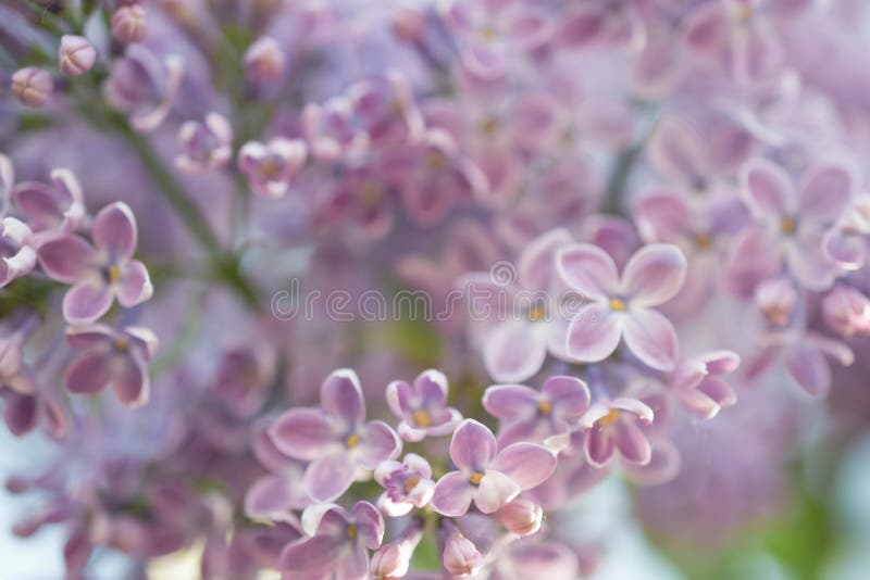 abstrakcyjny tło Makro- fotografia lili kwitnący kwiaty Kwiecisty naturalnego tła wiosny czas obrazy stock abstrakcyjny tło Makro- fotografia lili kwitnący kwiaty Kwiecisty naturalnego tła wiosny czas obrazy stock
