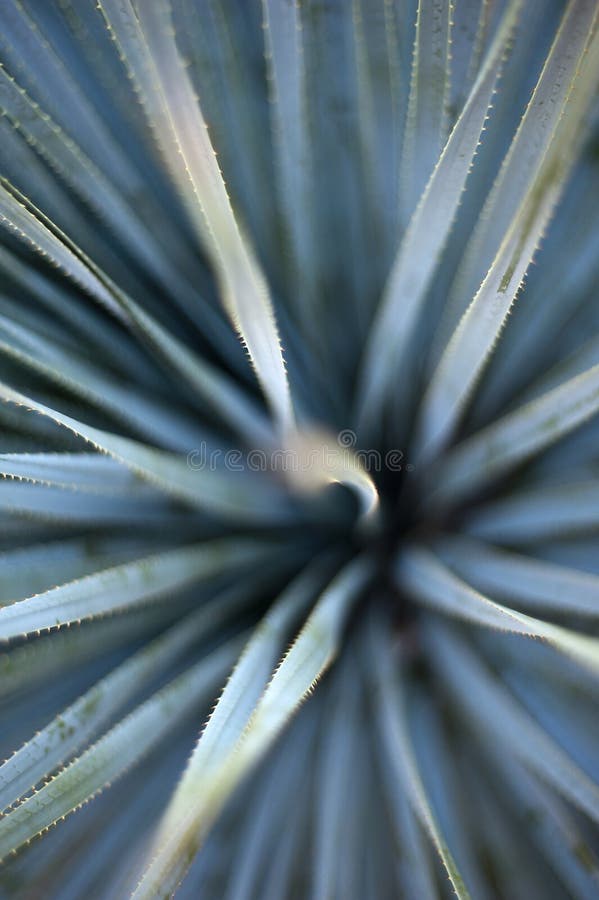 abstrakt agave royaltyfria foton abstrakt agave royaltyfria foton
