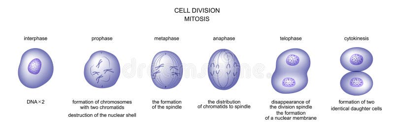Деление клетки какая область ботанической науки. Деление клетки. Деление клетки митоз. Этапы деления клетки. Этапы деления клетки 5 класс.