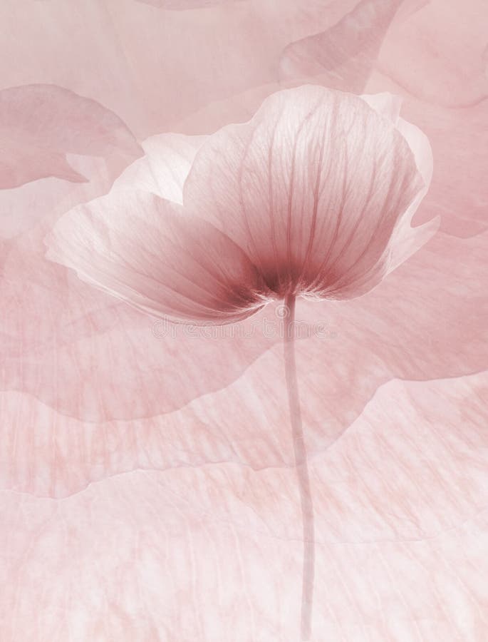 Abstrakt bakgrundsblommor arkivbild