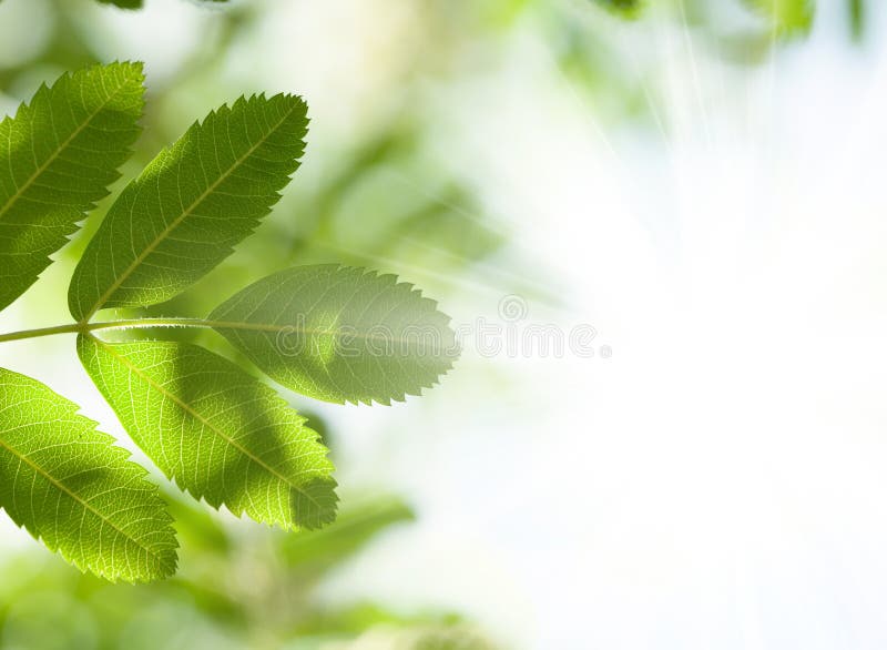 abstrakt bakgrundsgreen låter vara avståndssommartext din royaltyfri bild abstrakt bakgrundsgreen låter vara avståndssommartext din royaltyfri bild