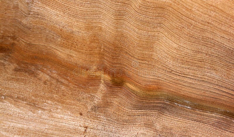 Abstrakt begrepp gömma i handflatan Wood textur för ormbunksbladet fotografering för bildbyråer Abstrakt begrepp gömma i handflatan Wood textur för ormbunksbladet fotografering för bildbyråer
