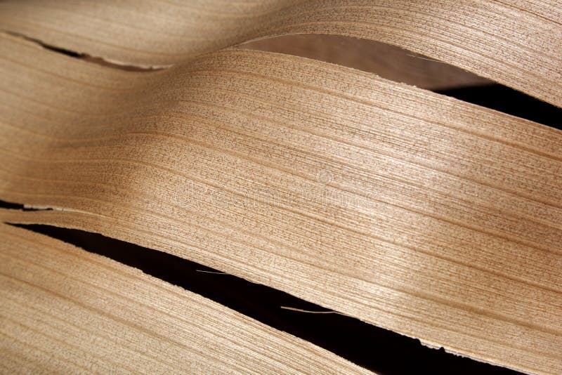 Abstrakt begrepp gömma i handflatan Wood textur för ormbunksbladet royaltyfri fotografi Abstrakt begrepp gömma i handflatan Wood textur för ormbunksbladet royaltyfri fotografi