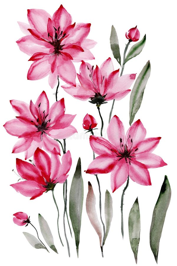 Abstrakt blom- bakgrund Den härliga rosa färgen blommar med svarta stamens som isoleras på vit bakgrund för Adobekorrigeringar hö royaltyfri illustrationer