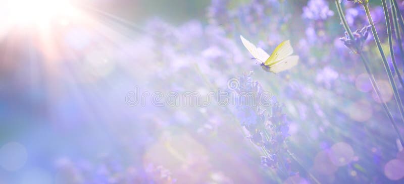 Art Abstract Spring or Summer floral background; beautiful lavender flower against evening sunny sky and fly butterfly; nature landscape Abstract background. Art Abstract Spring or Summer floral background; beautiful lavender flower against evening sunny sky and fly butterfly; nature landscape Abstract background