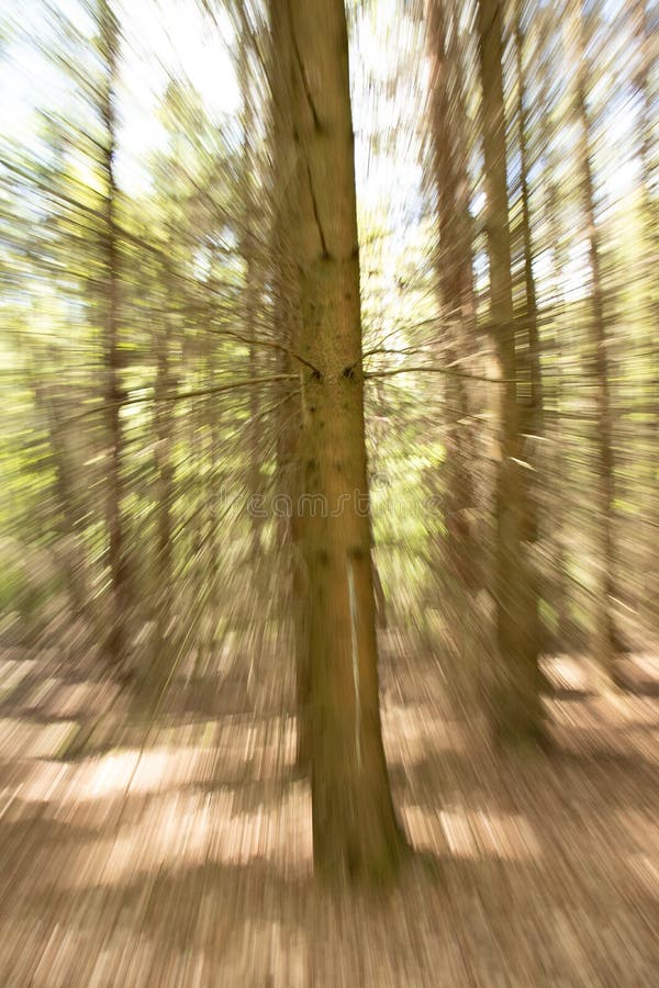 Abstrakt foto av ett träd arkivbild Abstrakt foto av ett träd arkivbild