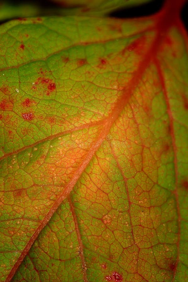 Abstrakt grön leaf royaltyfria bilder