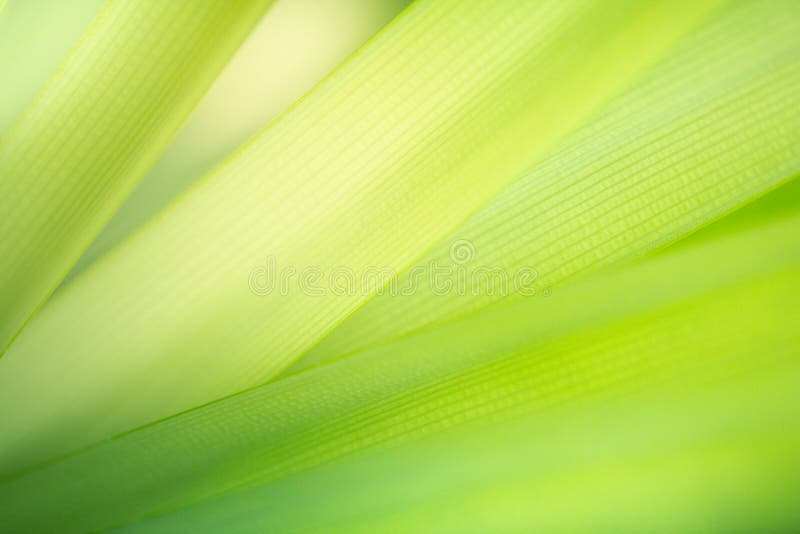 Abstract green nature background. Closeup nature view of green leaf texture for natural and freshness wallpaper concept. Abstract green nature background. Closeup nature view of green leaf texture for natural and freshness wallpaper concept