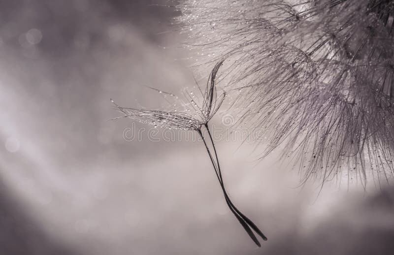 Abstrakt makrofoto med vattendroppar maskrosen kärnar ur konstnärlig bakgrund arkivfoton Abstrakt makrofoto med vattendroppar maskrosen kärnar ur konstnärlig bakgrund arkivfoton