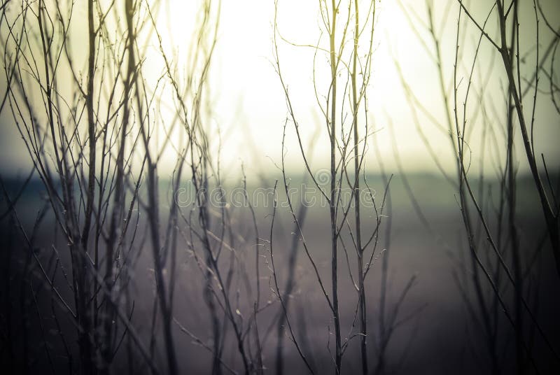 Abstract nature background with wild flowers and plants silhouettes at foggy mysterious sunrise. Early morning over the meadow at misty autumn. Blur effect. Abstract nature background with wild flowers and plants silhouettes at foggy mysterious sunrise. Early morning over the meadow at misty autumn. Blur effect