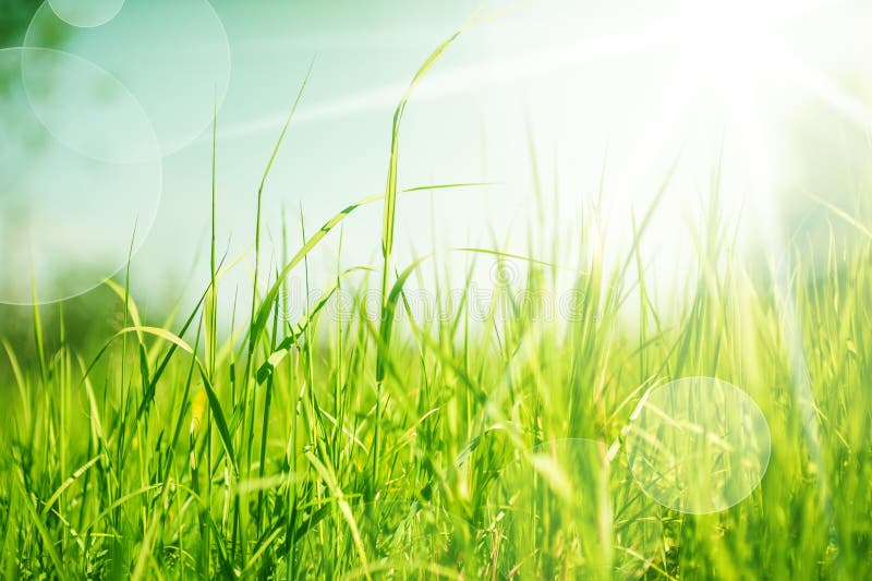 Spring or summer abstract nature background with grass in the meadow and blue sky in the back. Defocus. Spring or summer abstract nature background with grass in the meadow and blue sky in the back. Defocus