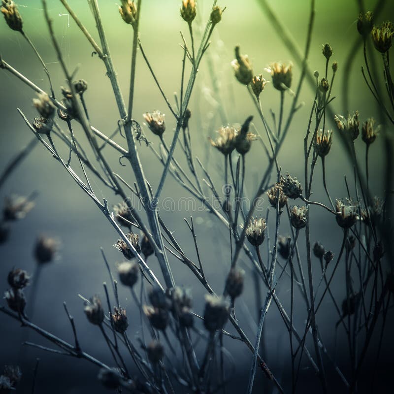 Abstract nature background with wild flowers and plants silhouettes at foggy mysterious sunrise. Early morning over the meadow at misty autumn. Blur effect. Abstract nature background with wild flowers and plants silhouettes at foggy mysterious sunrise. Early morning over the meadow at misty autumn. Blur effect