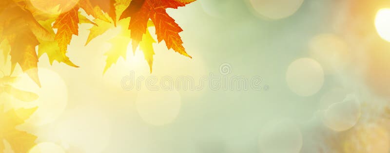 Abstract nature autumn Background with gold leaves. Abstract nature autumn Background with gold leaves