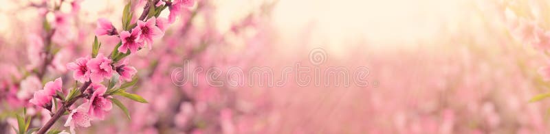 abstrakt och drömlik banerbakgrund av av våren blomstrar trädet med rosa blommor Selektivt fokusera royaltyfri fotografi abstrakt och drömlik banerbakgrund av av våren blomstrar trädet med rosa blommor Selektivt fokusera royaltyfri fotografi