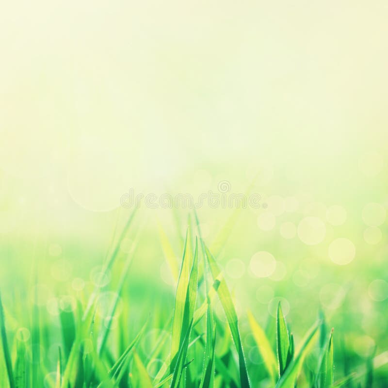 Spring or summer abstract nature background with grass in the meadow and blue sky in the back. Spring or summer abstract nature background with grass in the meadow and blue sky in the back