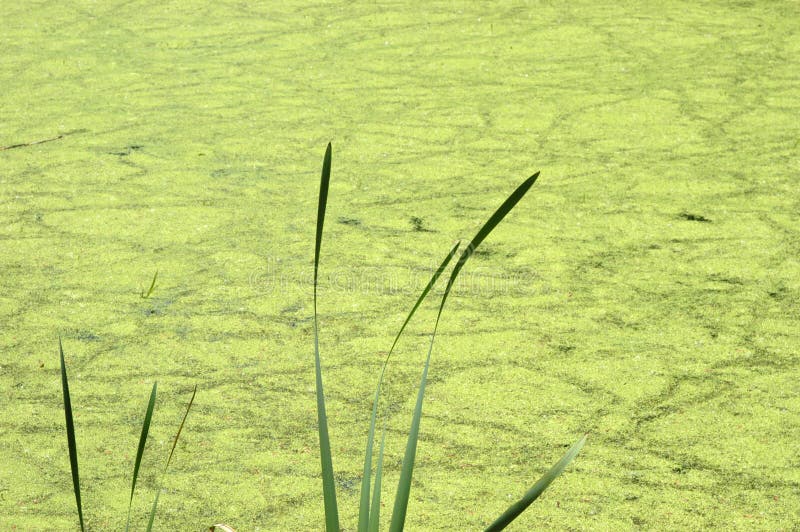 Abstract nature background. Swamp water and pond scum algae with a few blades of grass in the foreground. Abstract nature background. Swamp water and pond scum algae with a few blades of grass in the foreground.