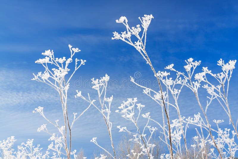 Abstrakta blommor i frost på bakgrund för blå himmel filialer av torra växter täckas med insnöad vinter