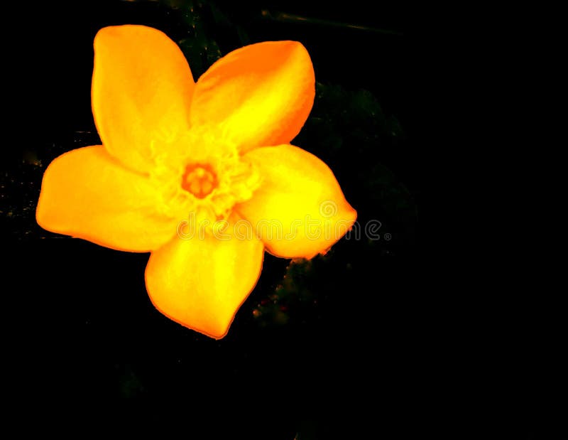 Abstrakte dunkelgelbe Blumen blühen schön, süß hell mit schwarzem Hintergrund