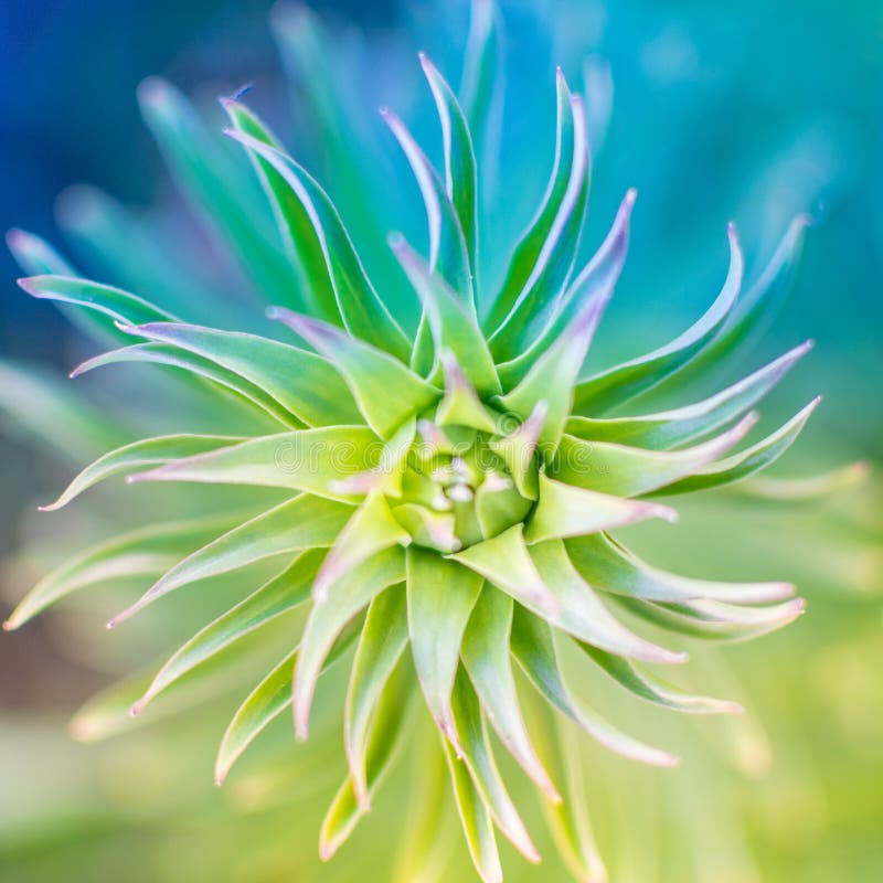 Abstrakte Gr?npflanzespirale, ?ber einem unscharfen Hintergrund stockfotografie Abstrakte Gr?npflanzespirale, ?ber einem unscharfen Hintergrund stockfotografie