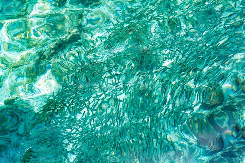 Abstrakte Vogelperspektive von Fischen und von transparentem Blau stockbilder