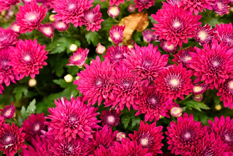 abstrakter Farbenhintergrund stockbild abstrakter Farbenhintergrund stockbild