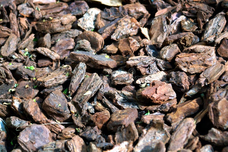 Abstrakter Hintergrund Schwarze Trockene Runde Reeble