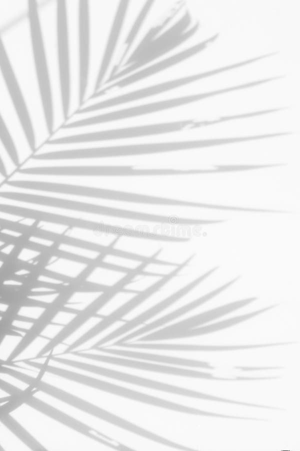 Abstrakter Hintergrund von Schattenpalmblättern auf einer weißen Wand stockbilder
