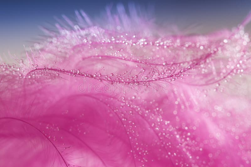Abstrakter rosa Hintergrund mit einer Vogel ` s Feder mit Wasser fällt stockfotografie Abstrakter rosa Hintergrund mit einer Vogel ` s Feder mit Wasser fällt stockfotografie
