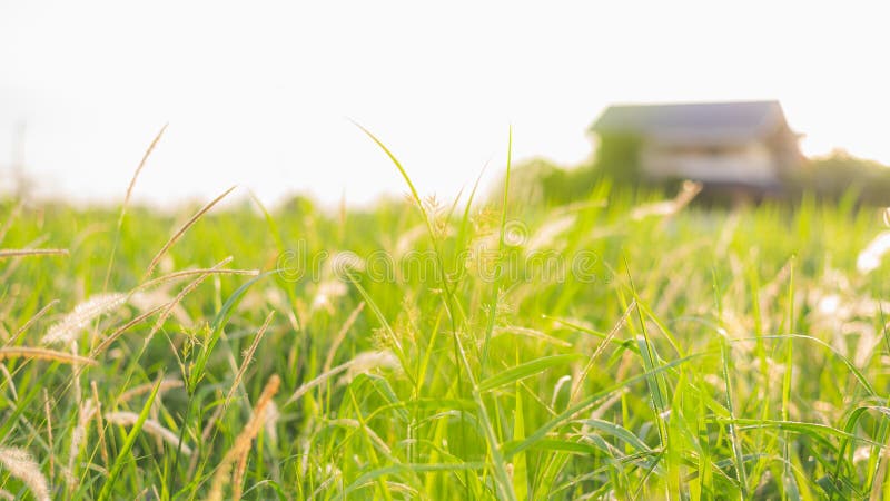 Abstrakter, verschwommener, niedriger Winkel mit Blick auf grünes Grasfeld mit einem Haus im Hintergrund stockfotografie Abstrakter, verschwommener, niedriger Winkel mit Blick auf grünes Grasfeld mit einem Haus im Hintergrund stockfotografie