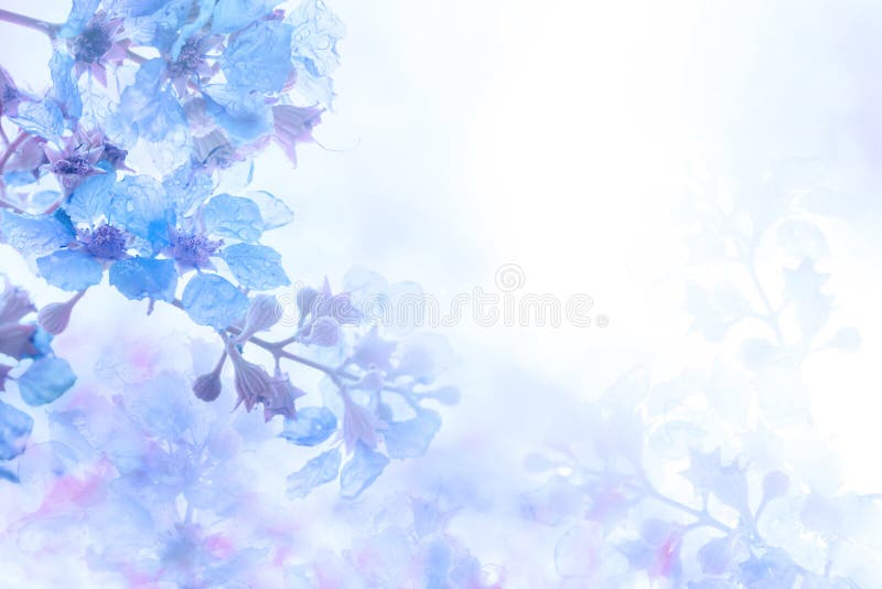 Abstrakter weicher süßer blauer purpurroter Blumenhintergrund von Plumeria Frangipani