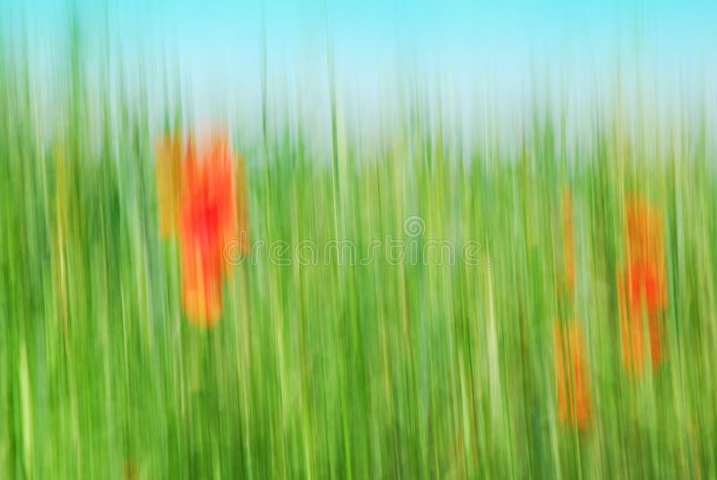 Abstraktes Kornfeld mit roter Mohnblume stockfotografie Abstraktes Kornfeld mit roter Mohnblume stockfotografie