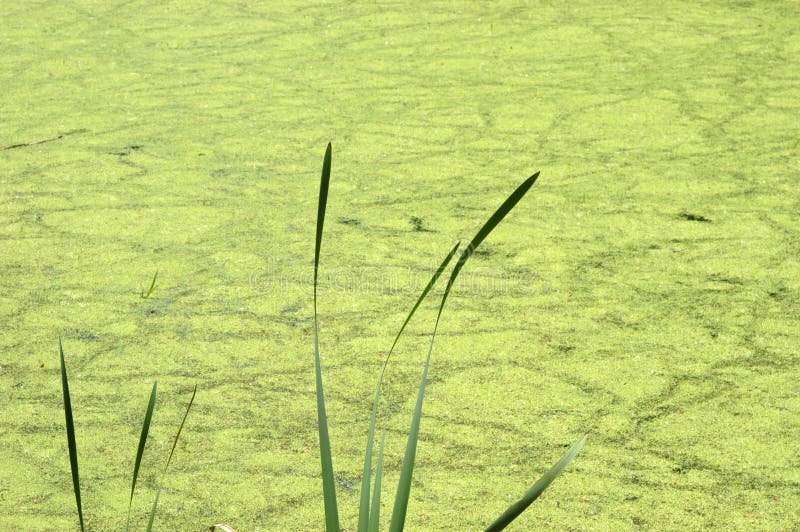 Abstraktes Natur-Hintergrund-Teich-Sumpf-Wasser, Algen