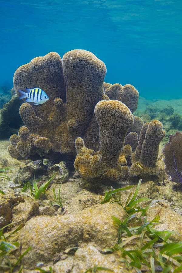 Sergant major fish swimming in front of pillar coral. Sergant major fish swimming in front of pillar coral