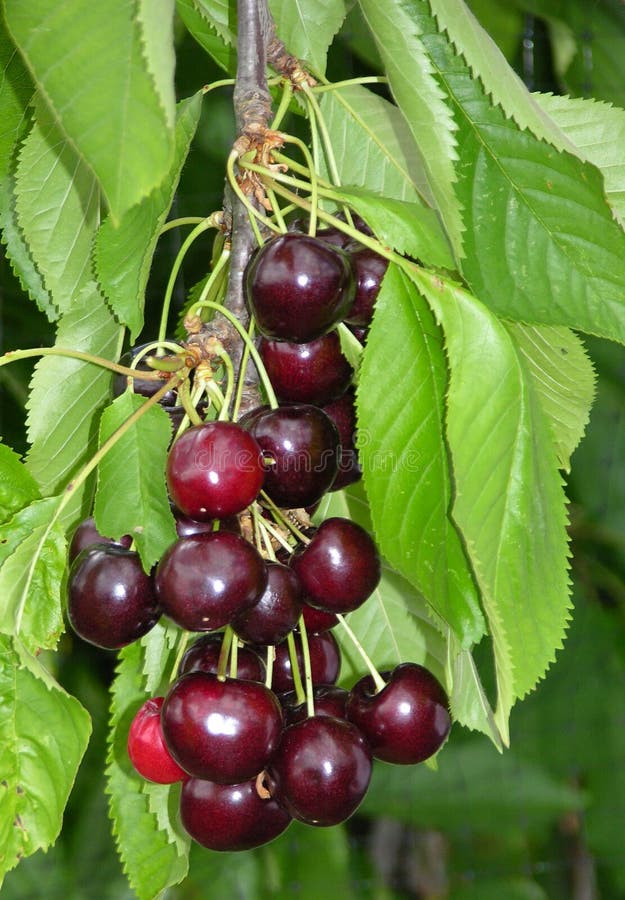 Abundance of cherries! stock images Abundance of cherries! stock images