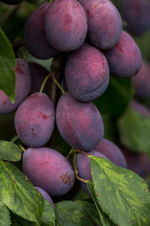 Damson plums on tree stock photo. Image of plums, autumn 60660362