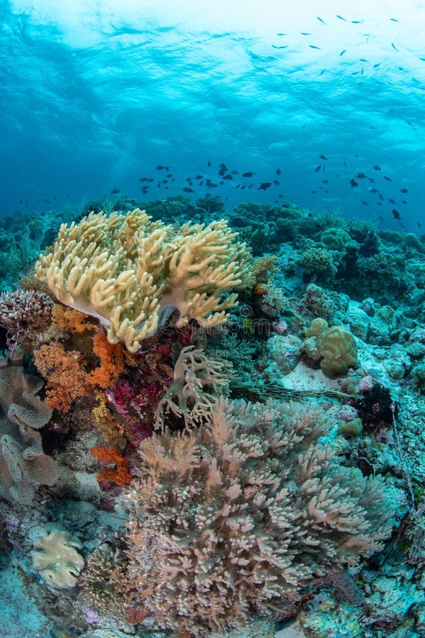 Abundance Reef and Marine Life in Wakatobi National Park, Indonesia ...