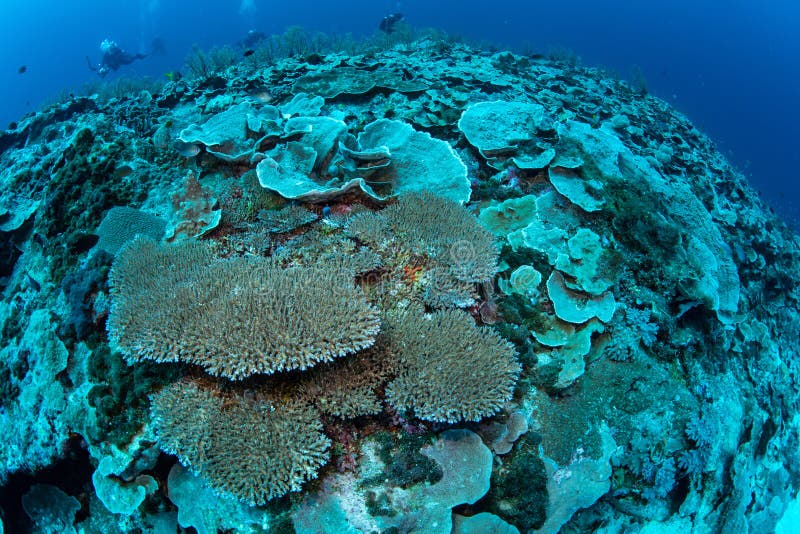 Abundance Reef and Marine Life in Wakatobi National Park, Indonesia ...