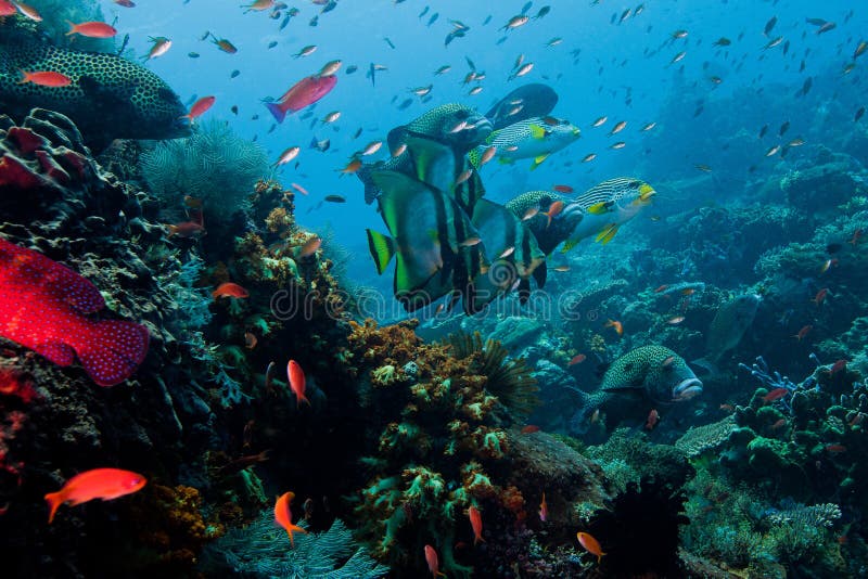 Abundant in fish Indonesian sea