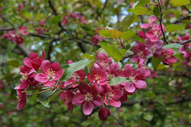 Abundant Flowering Of Apple Trees With Red Flowers Stock Image Image abundant-flowering-of-apple-trees-with-red-flowers-stock-image-image