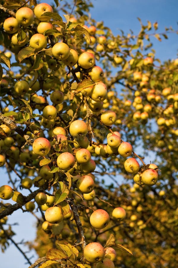 Abundant harvest of apples