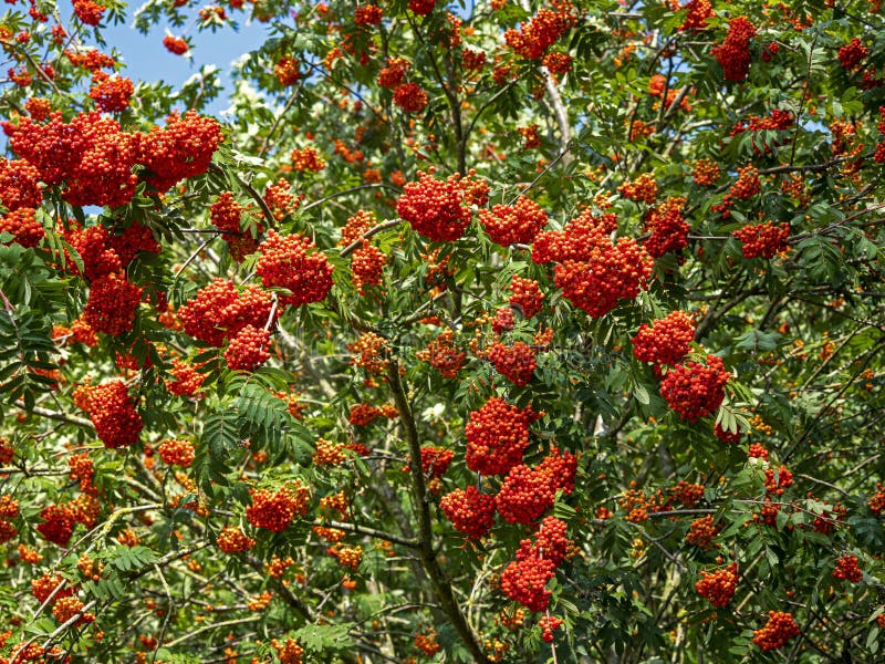 Red berries of rowan stock image. Image of branch, autumn - 80941473