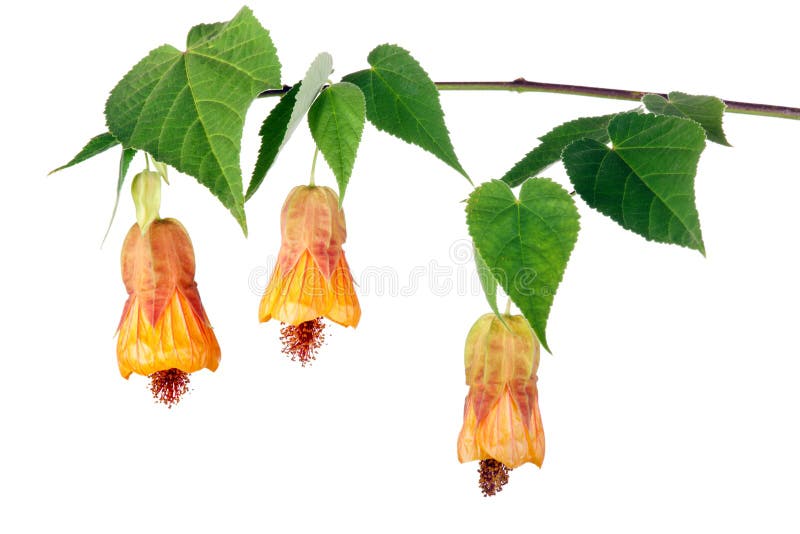 Abutilon flowers