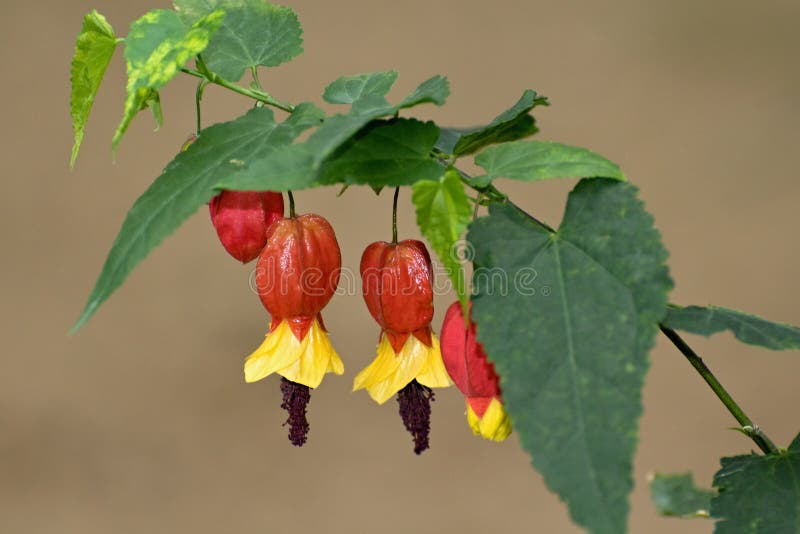 Abutilon megapotamicum