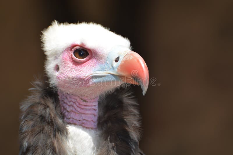 abutre Branco-dirigido (occipitalis de Trigonoceps)