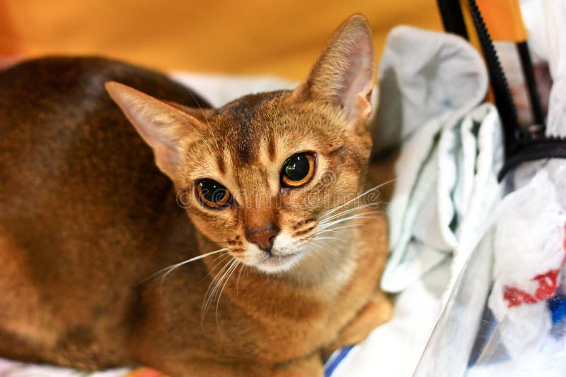Are Abyssinian Cats Aggressive? Are Abyssinian Cats Aggressive?
