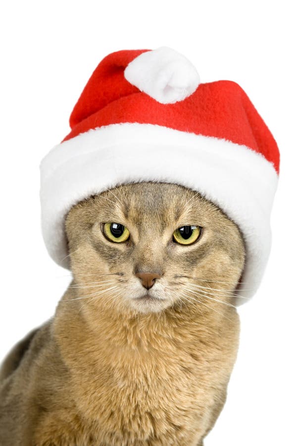 Abyssinian cat in Santa s hat isolated on white
