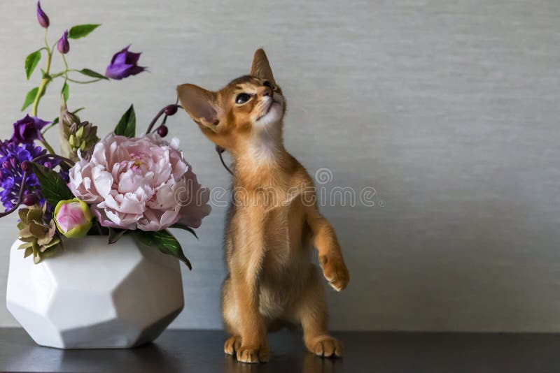 Abyssinian Cat with a Vase of Flowers Stock Image Image of kitty