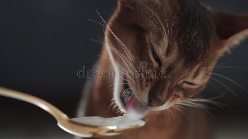 Abyssinian Kitten Eat Yogurt from Golden Spoon Handheld Video Stock Footage Video of yogurt face 247581764