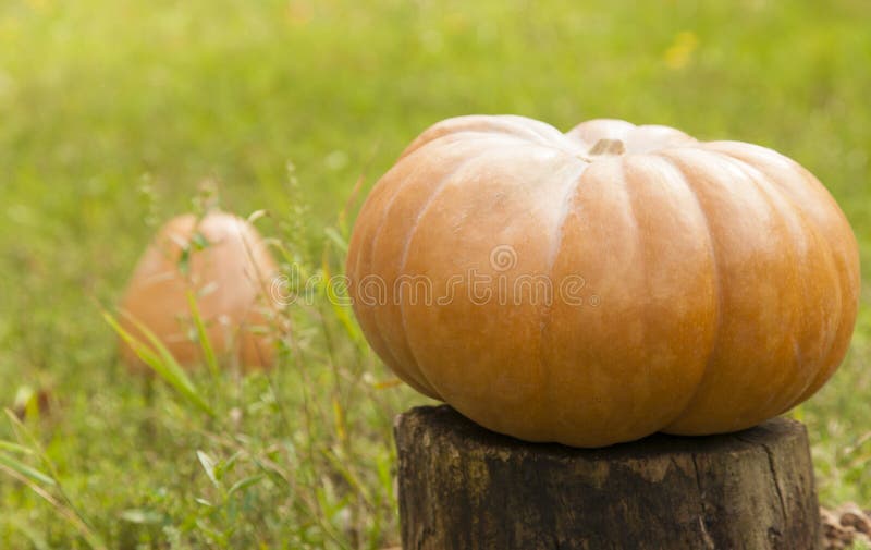 Abóbora em um coto imagens de stock royalty free Abóbora em um coto imagens de stock royalty free